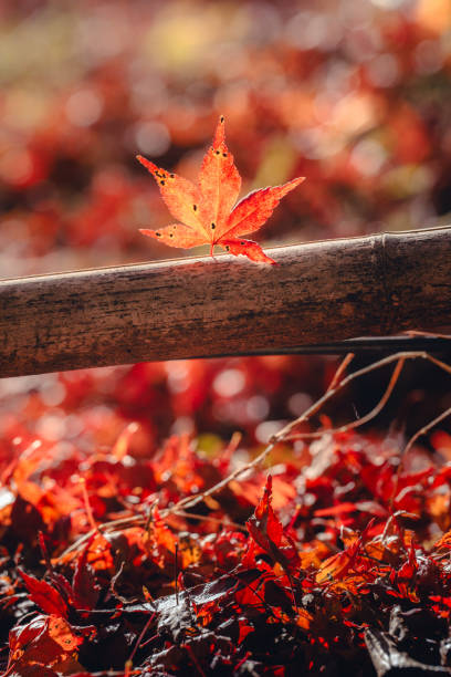 a red-colored maple tree in autumn.