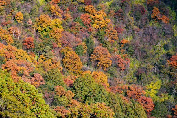 A stunning view of a forested hillside during autumn, showcasing a rich tapestry of vibrant red, orange, yellow, and green leaves. The diverse colors and textures of the trees create a breathtaking and dynamic landscape. Perfect capture of the season's natural beauty and the changing foliage.