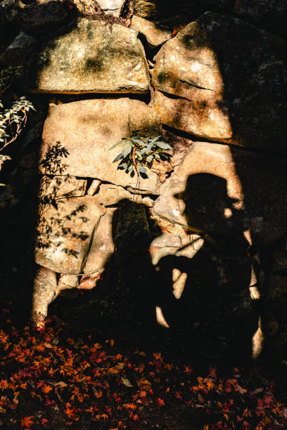 Silhouetted figures alongside trees at sunset create a stunning scene that captures a tranquil and reflective moment