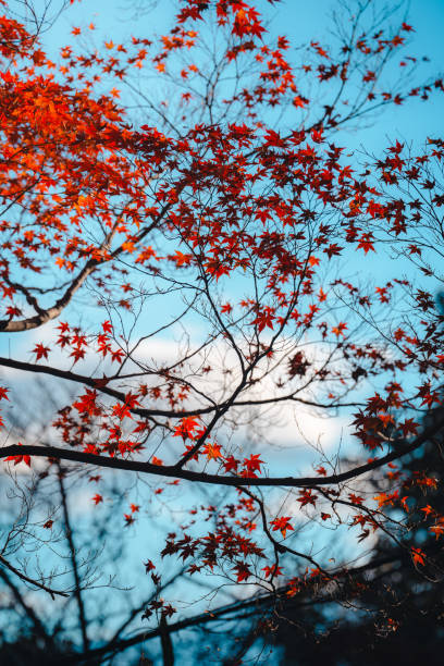 Vibrant red autumn leaves scattered across thin branches, captured against a clear blue sky. The contrast between the rich autumn colors and the bright sky emphasizes the beauty of the changing seasons. Branches and leaves intertwine, creating a natural, organic pattern.