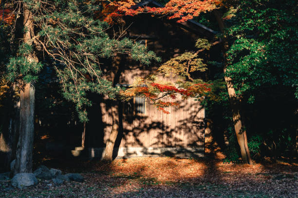 Nature concept and fall colour idea