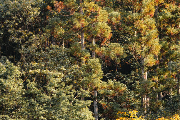 Grass Field with Forest