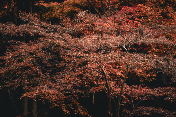 autumn leaves