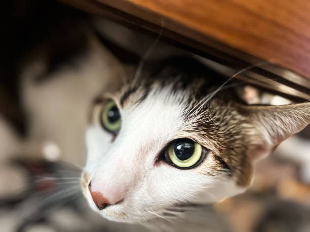 istock shy looks of white and gray tabby cat 2158729573