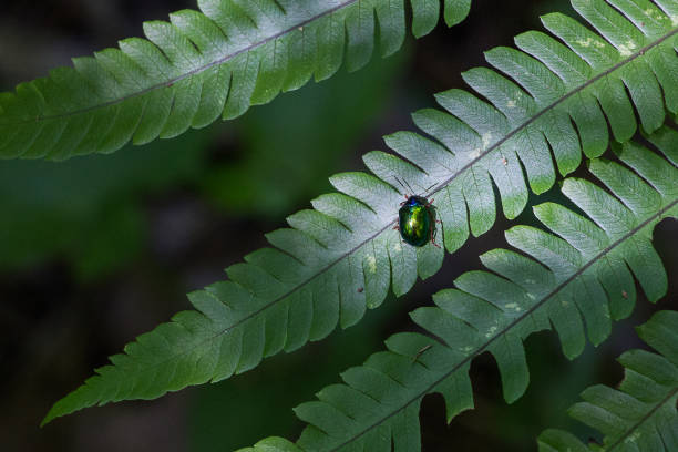 small insect poses on a plant in nature