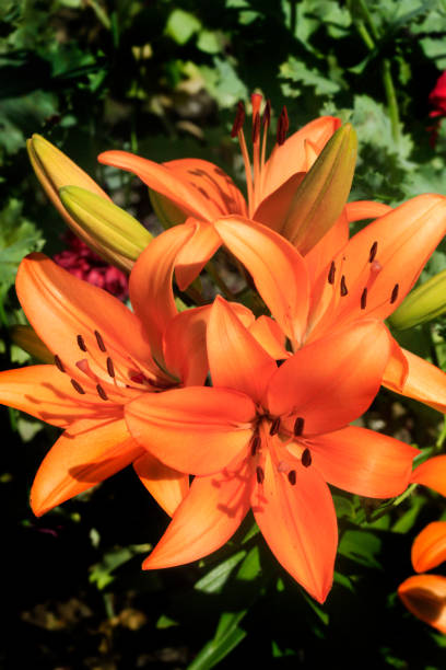 istock Colorful flowers in summer garden 2158730254
