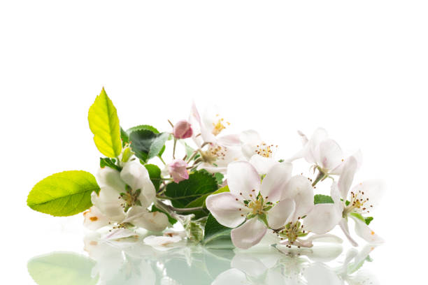 blooming apple tree flowers isolated on white background .