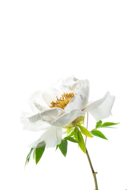 istock White tree peony flower, isolated on white background 2158730447