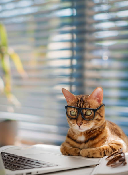 istock A business cat with glasses works at a computer in the office. 2158731815