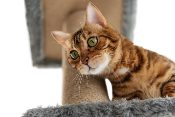 istock Bengal cat on a scratching post. Cat and cat furniture. 2158731853