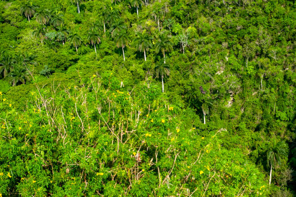 Top view of a green forest