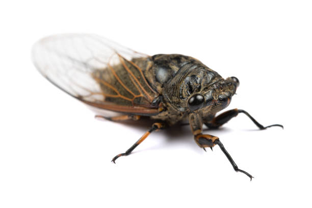 istock angle view black and gold cicadas on a white background 2158732919