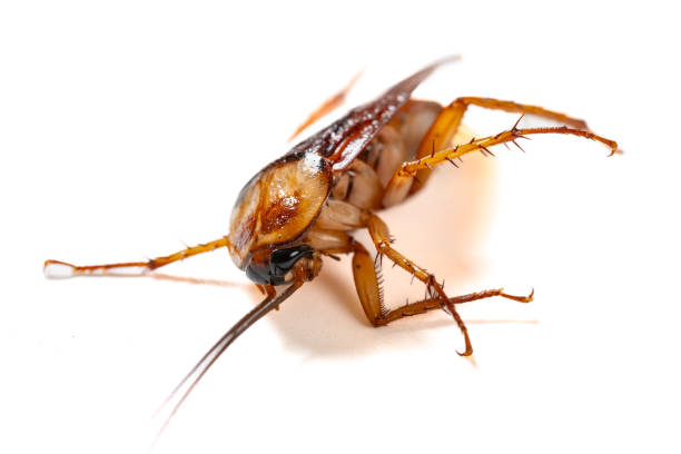 istock a poisoned and dying cockroach on white background close up at horizontal composition 2158734125