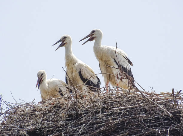 Three storks in the nest in Maramures county, Romania