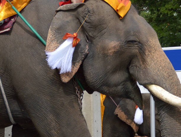 istock elephant on the street in Thailand 2158734882