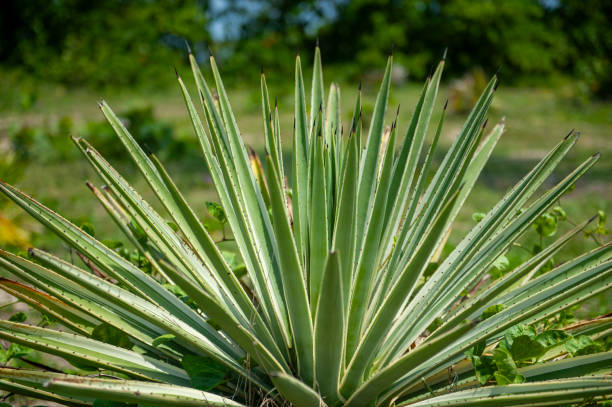 istock Sisal Agave sisalana plants 2158735292