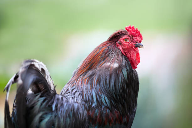 istock Brown red rooster close up 2158735357