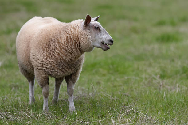 istock White Flemish sheep on meadow 2158735631