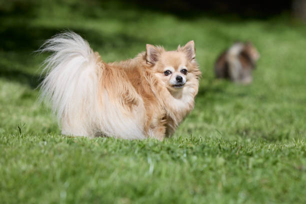 istock Brown long haired chihuahua in garden 2158735978