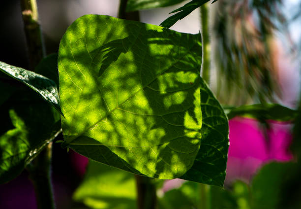 A shady portion of the backyard garden