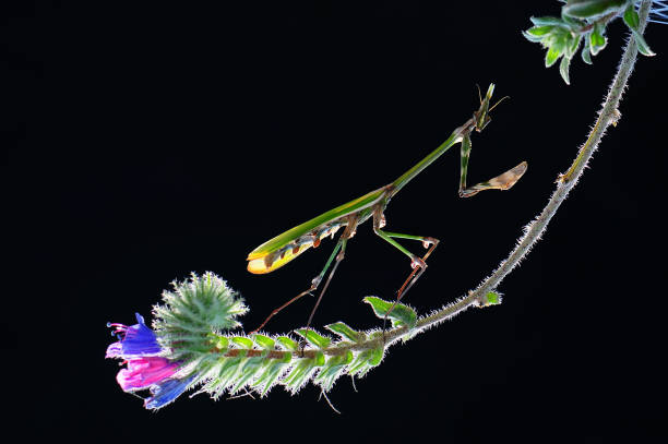 istock Animal portrait - mantis 2158736840