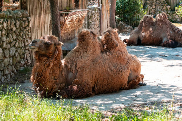 istock Camels resting in the zoo. Bactrian camels 2158738000