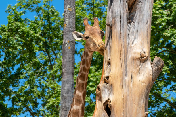 Giraffe in a zoo. Wildlife scene from nature