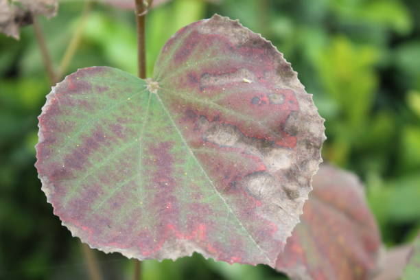 istock A close up of Grewia asiatica leaf 2158738416