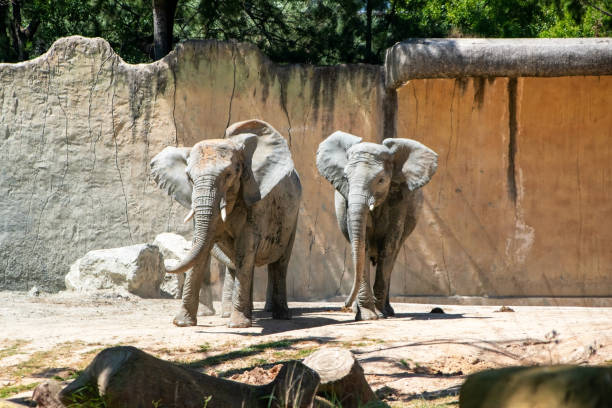 istock African elephant (Loxodonta africana) in the zoo 2158738492