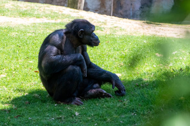istock Chimpanzee sitting on the green grass in the park. 2158738575