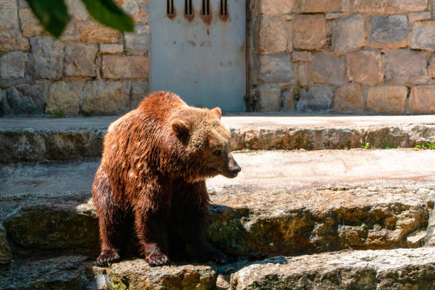 Brown bear sitting on the stone stairs and looking at the camera