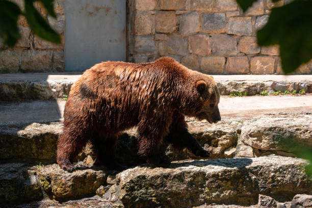 istock Brown bear (Ursus arctos) in the zoo 2158738995