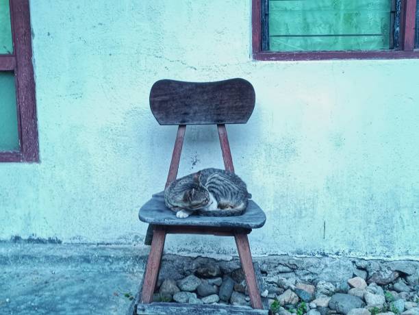 A cat sleeping on a chair looks very adorable
