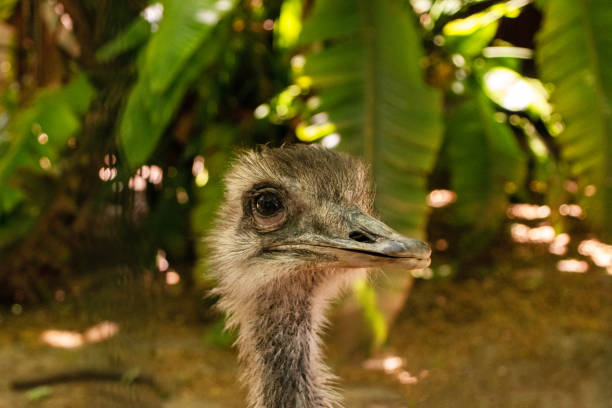 Ostrich in the paddock of a farm, close-up