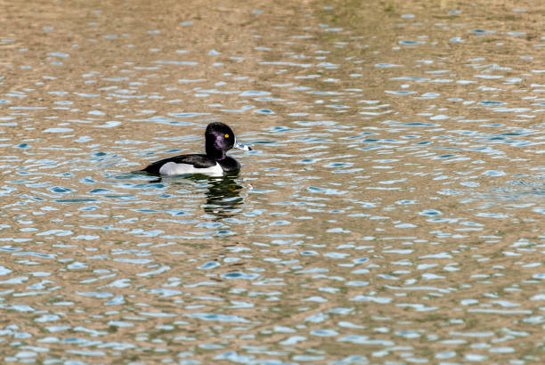 The Ring-Necked Duck (Aythya collaris) is a North American diving duck found in freshwater ponds and lakes. The duck’s name comes from the drake’s cinnamon colored neck ring. The male also has two white rings around its gray bill, a shiny black head, black back, a white line on the wings, a white breast and yellow eyes. The female has a grayish brown head and body with a dark brown back and a dark bill. The breeding habitat of the ring-necked duck is lakes and ponds in the northern United States and Canada. Ring-necked ducks pair up during spring migration and then separate after breeding. These ducks are omnivores and feed mainly by diving or dabbling for submerged plants such as pondweed, wild rice, coontail and snails. This male ring-necked duck was photographed swimming in the Bubbling Ponds Fish Hatchery near Cornville, Arizona, USA.