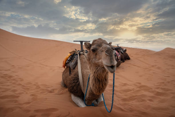 istock Camels in the  desert 2158740269
