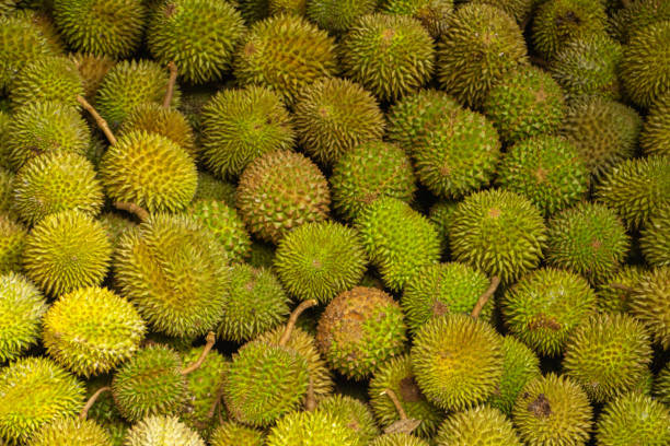 istock Lots of spiky tropical durian fruit 2158744874