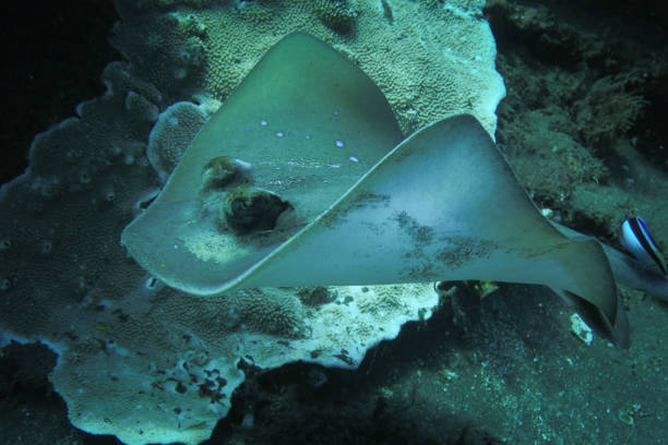 istock Blue-spotted stingray swimming in the underwater world ecosystem 2158745939