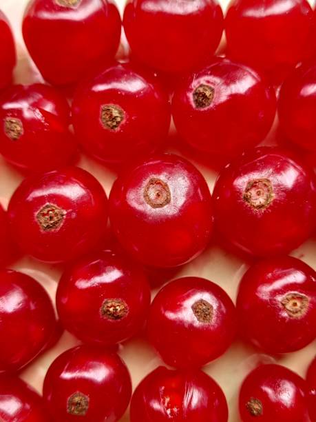 Redcurrant background