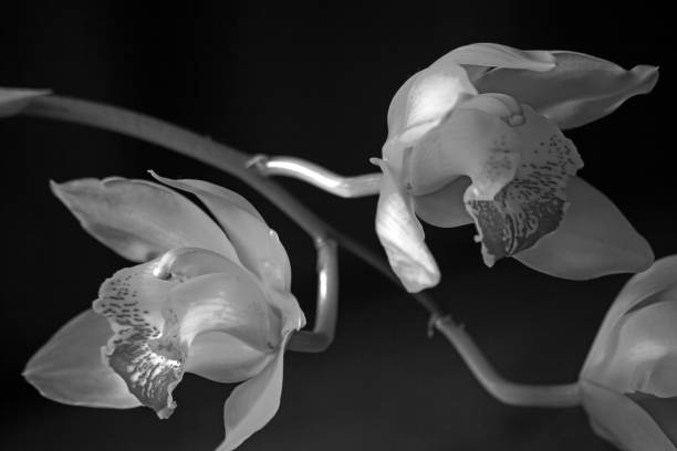 istock Cymbidium Orchid Flowers  16026 2158746280