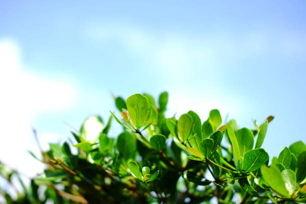 fresh tropical leaf branch with blue sky. copy space