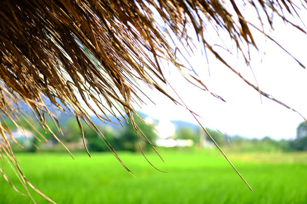 istock closed up tropical thatched hut Located on a rice field for relaxing and resting after rice farming in thailand 2158747781