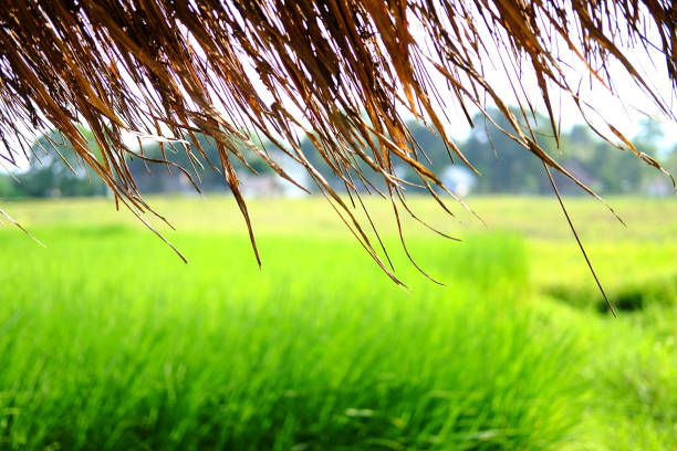 istock closed up tropical thatched hut Located on a rice field for relaxing and resting after rice farming in thailand 2158747787