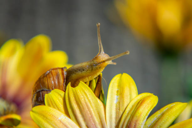 colorful shell, snail shell. a snail walking on plants. beautiful spring day.