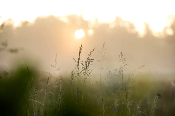 istock morning summer meadow in fog and first sunlight 2158749206