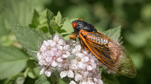 istock Close-up photo of cicada on raspberry plant 2158751003