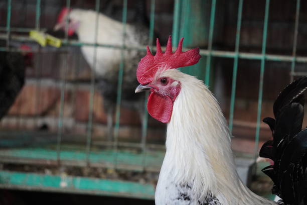 Rooster in a cage at county fair