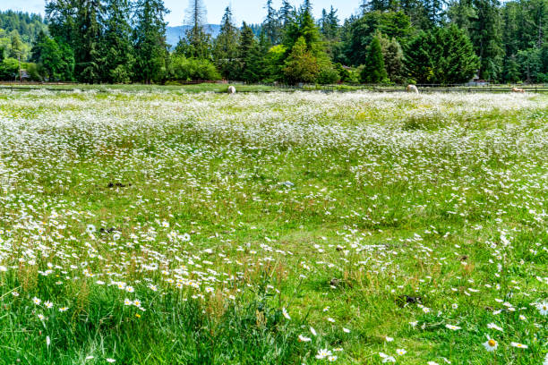 istock Valley Roadside Wildflowers 2158751827