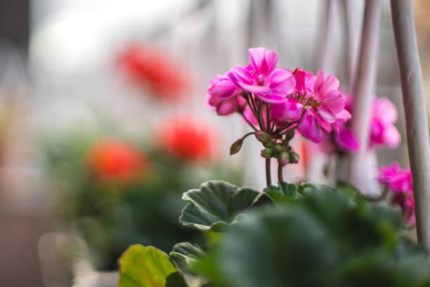 Greenhouses for growing flowers. Blurred interior of an industrial floriculture greenhouse with flower beds in the foreground