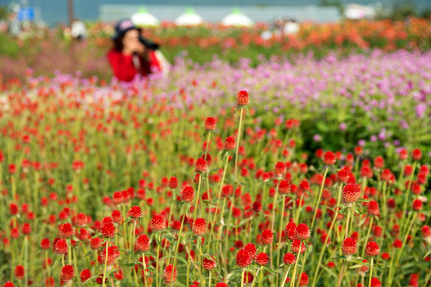 landscape of autumn flower festival